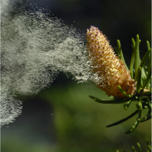 A close up of a pine tree which is spreading lots of pollen